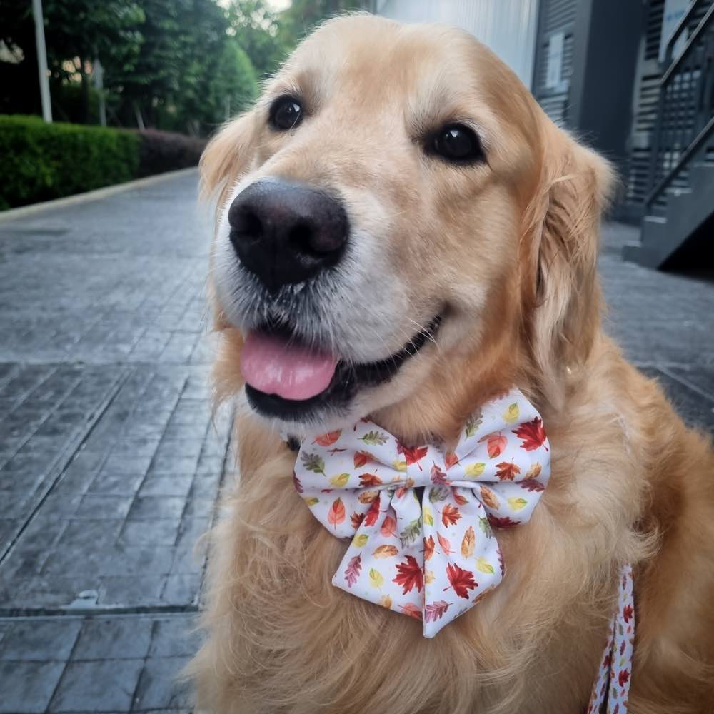 Boss & Olly Sailor Bow For Dogs (Autumn Leaves)