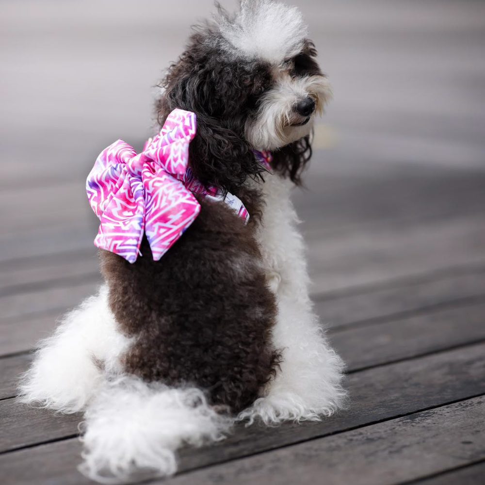 Boss & Olly Sailor Bow For Dogs (Fruity Sorbet)