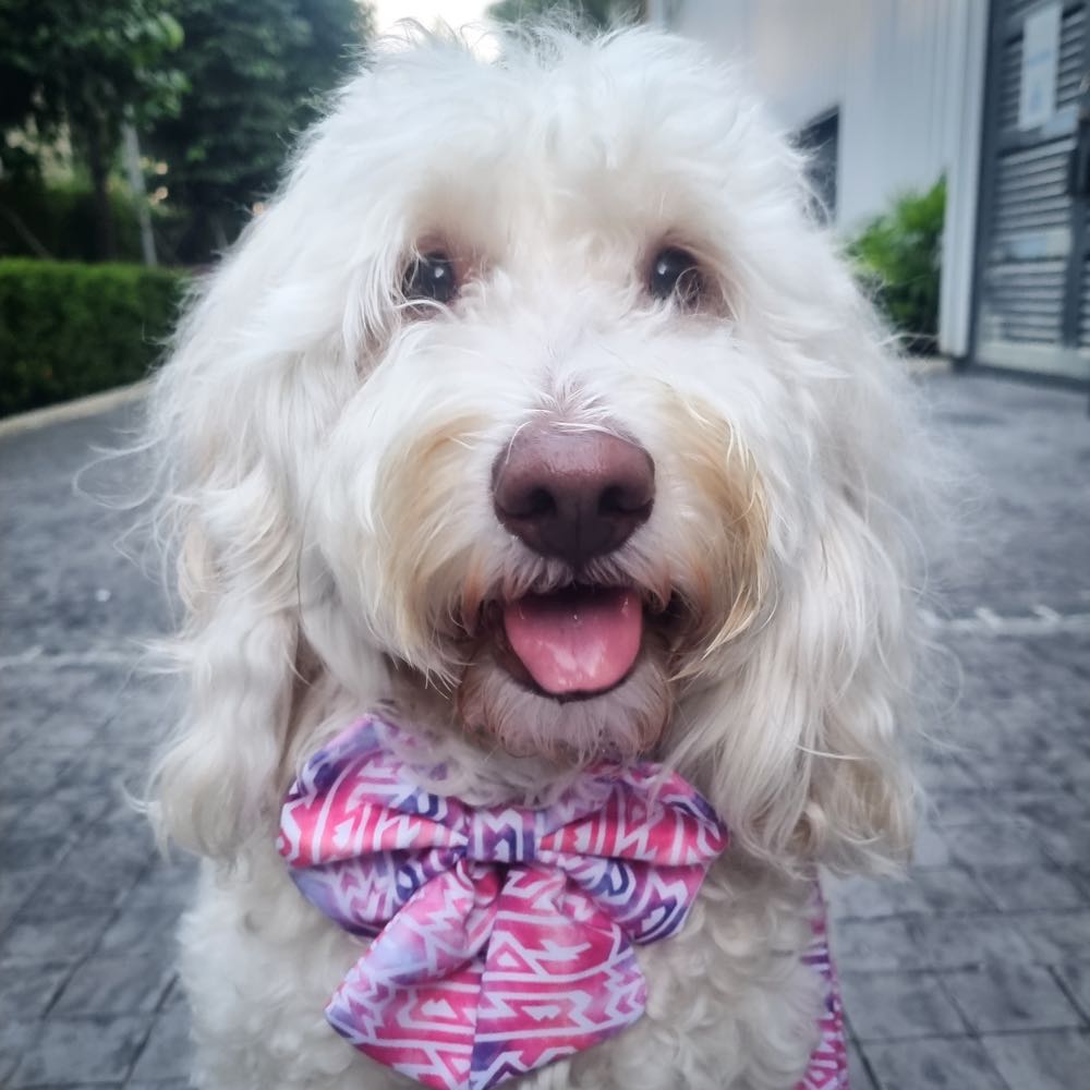 Boss & Olly Sailor Bow For Dogs (Fruity Sorbet)