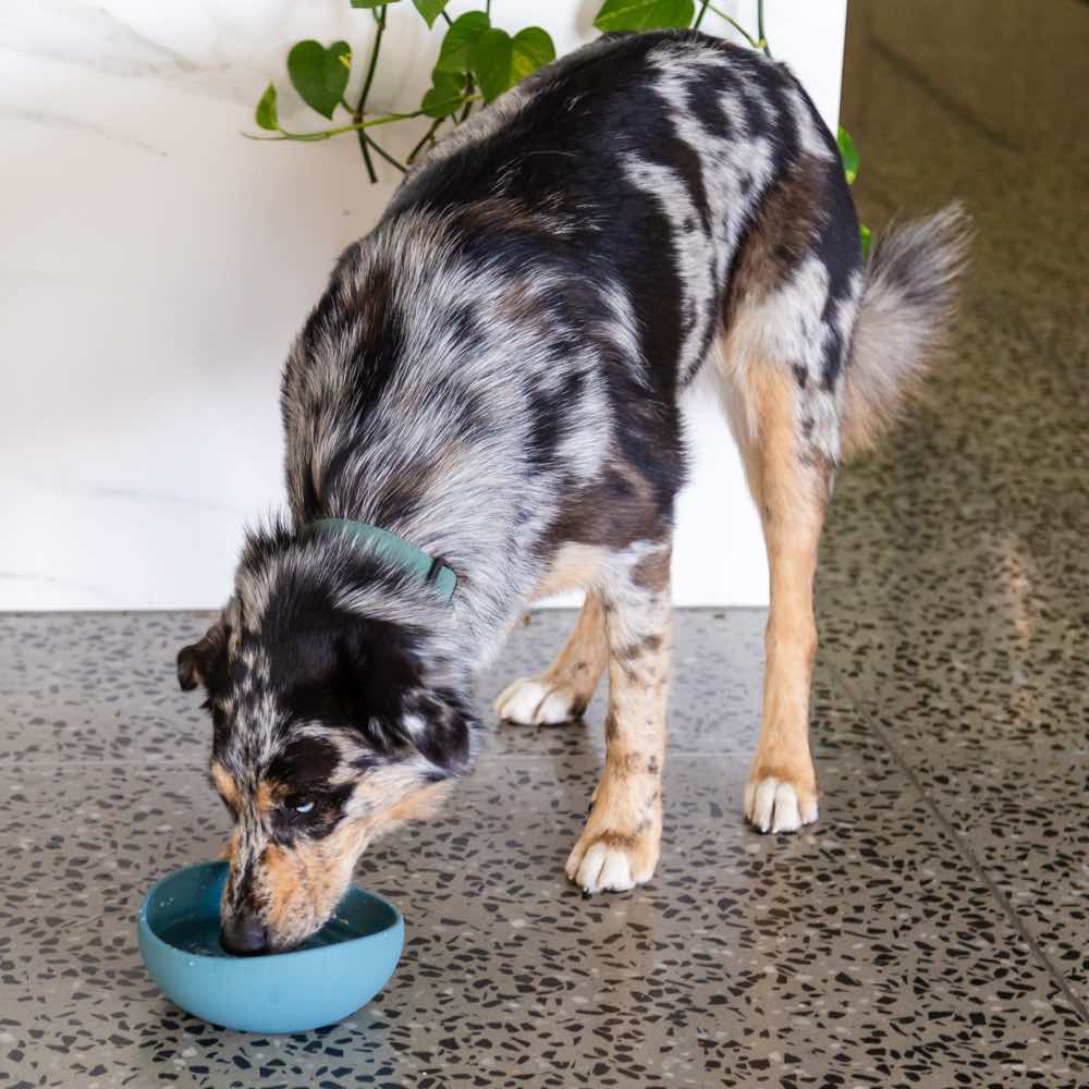 15% OFF: FuzzYard Life Silicone Dog Bowl (Soft Blush)