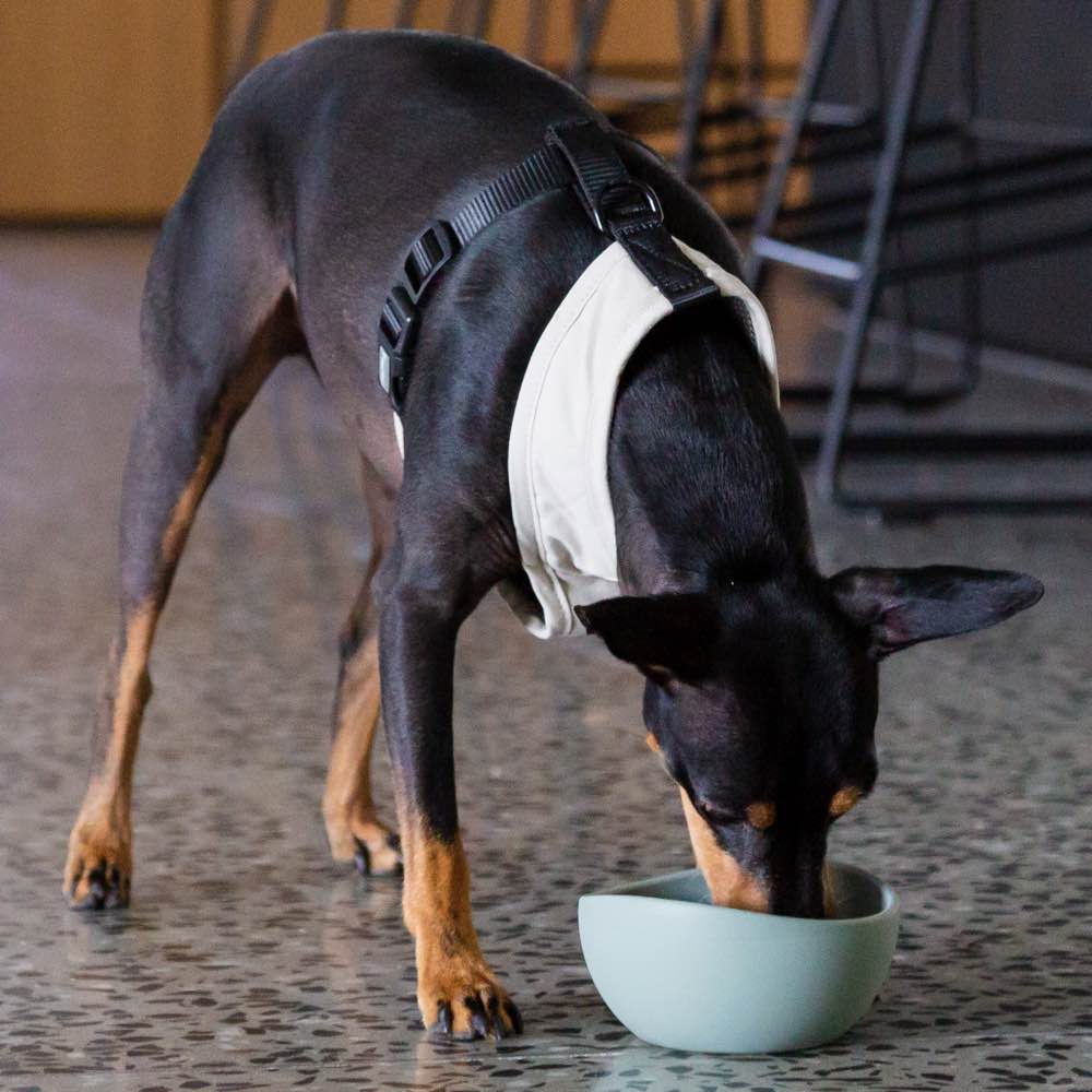 15% OFF: FuzzYard Life Silicone Dog Bowl (Soft Blush)