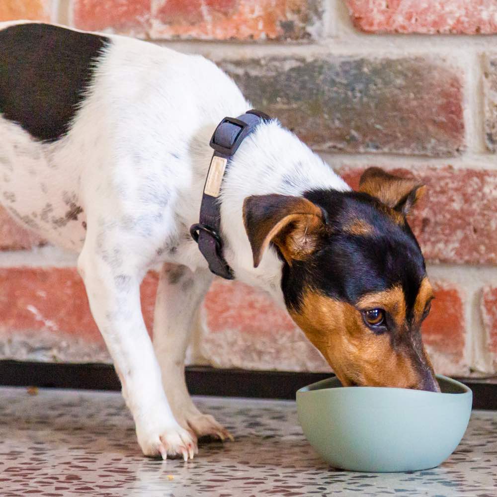 15% OFF: FuzzYard Life Silicone Dog Bowl (Soft Blush)